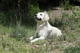 GOLDEN RETRIEVER 756